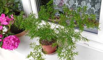 Kwiaty doniczkowe Asparagusy