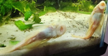 Glonojady albinosy - 3 szt