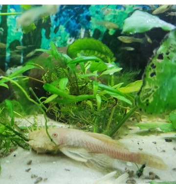 Glonojady albinosy - 3 szt