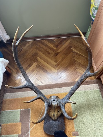 Poroże, rogi jelenia, ozdoba na ścianę