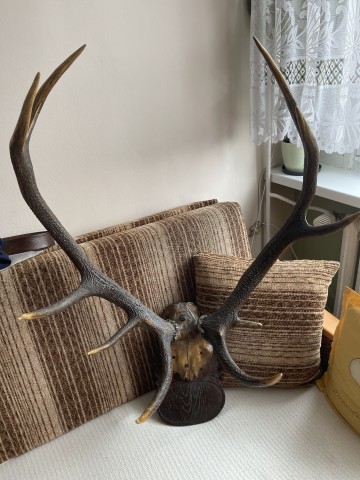 Poroże, rogi jelenia, ozdoba na ścianę