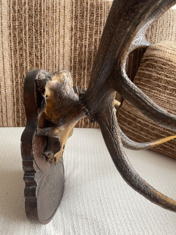 Poroże, rogi jelenia, ozdoba na ścianę