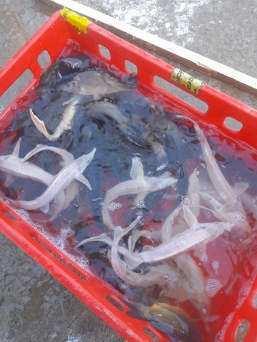 Ryby Narybek Jesiotr Biały Szczupak Amur Węgorz Lin Tołpyga