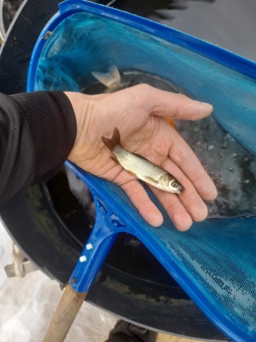 Ryby Narybek Jesiotr Biały Szczupak Amur Węgorz Lin Tołpyga