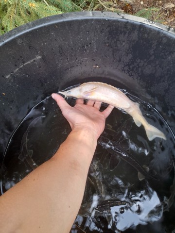 Ryby Narybek Jesiotr Biały Szczupak Amur Węgorz Lin Tołpyga