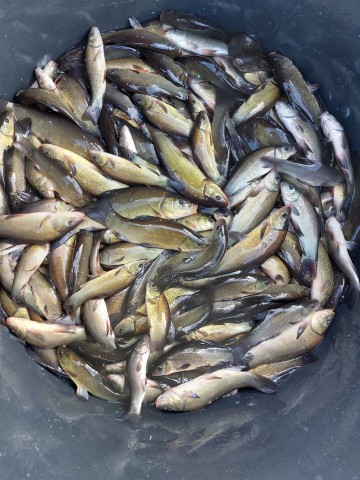 Ryby Jesiotr biały Amur Szczupak Tołpyga Karp Lin Karaś koi