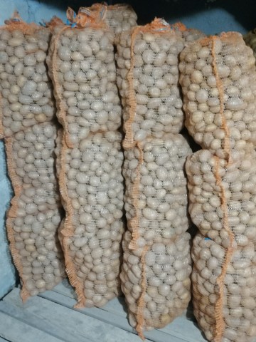 Ziemniaki drobne / paszowe