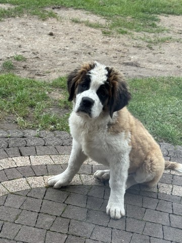 Szczeniaczki bernardyna