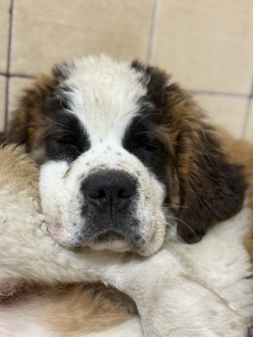 Szczeniaczki bernardyna