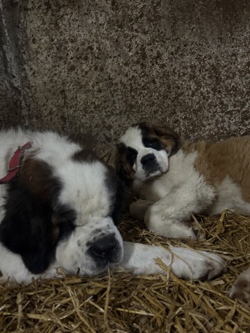 Szczeniaczki bernardyna