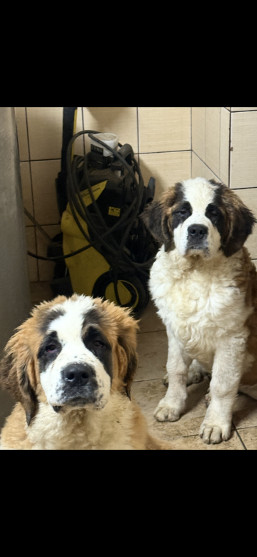 Szczeniaczki bernardyna