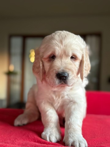 Golden Retriever szczeniaki odbi&oacute;r luty 2026 r, 1 suczka