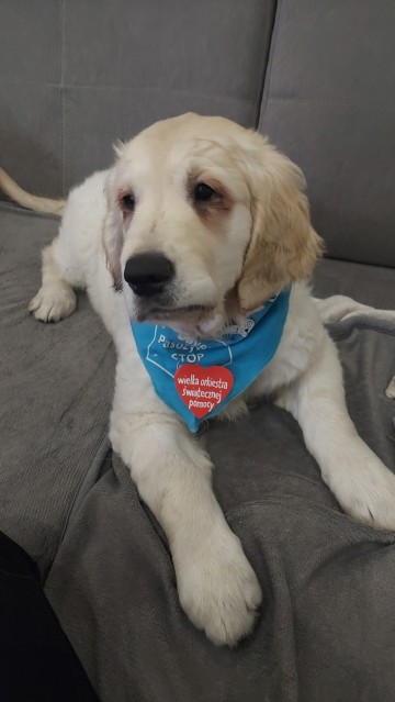 Golden Retriever szczeniaki odbi&oacute;r luty 2026 r, 1 suczka