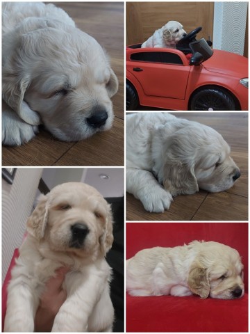 Golden Retriever szczeniaki odbi&oacute;r luty 2026 r, 1 suczka