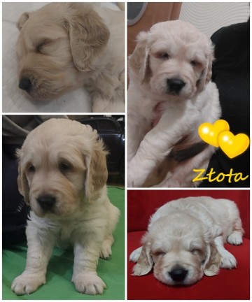 Golden Retriever szczeniaki odbi&oacute;r luty 2026 r, 1 suczka