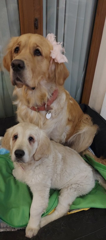 Golden Retriever szczeniak odbi&oacute;r luty 2026 r, 1 suczka