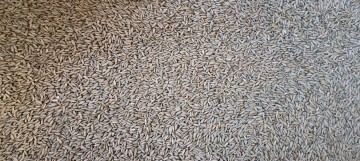 Żyto Dankowskie Kalcyt C1