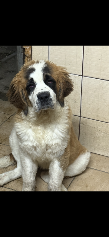 Szczeniaki bernardyna