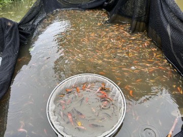Narybek Lina Karpia Tołpyga Amur Sandacza Szczupak  karaśia