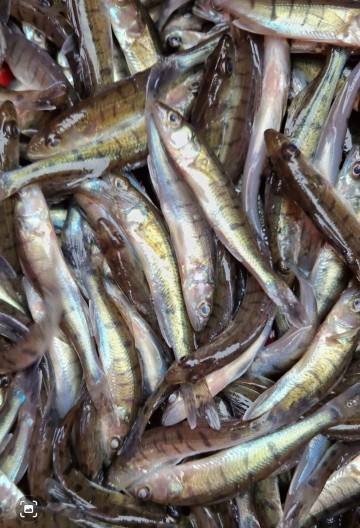 Narybek Lina Karpia Tołpyga Amur Sandacza Szczupak  karaśia