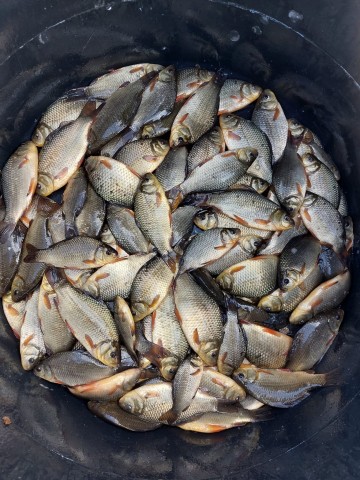 Narybek Lina Karpia Tołpyga Amur Sandacza Szczupak  karaśia