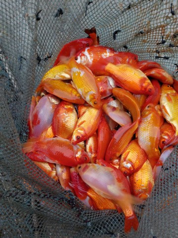 Narybek Lina Karpia Tołpyga Amur Sandacza Szczupak  karaśia