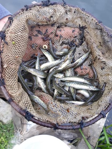 Narybek Lina Karpia Tołpyga Amur Sandacza Szczupak  karaśia