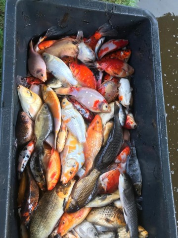 Narybek Lina Karpia Tołpyga Amur Sandacza Szczupak  karaśia