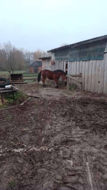 Sprzedam 2 klacze zimnokwiste zrebne
