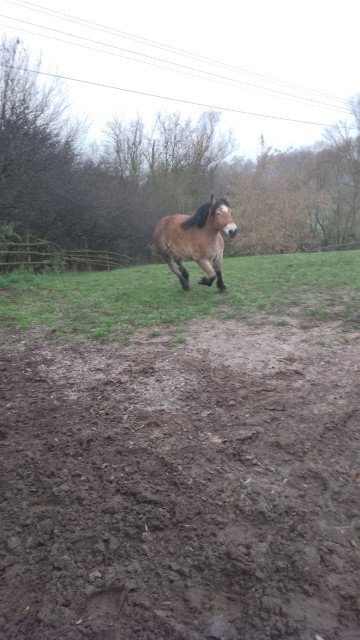 Sprzedam 2 klacze zimnokwiste zrebne