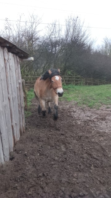 Sprzedam 2 klacze zimnokwiste zrebne