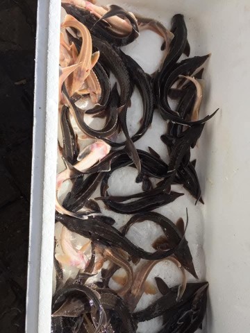 Narybek Jesiotra albinos biały Rosyjski Syberyjski