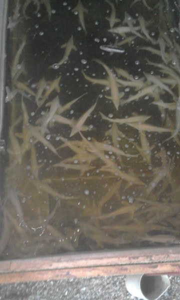 Narybek Jesiotra albinos biały Rosyjski Syberyjski