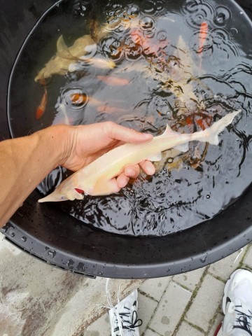 Narybek Jesiotra albinos biały Rosyjski Syberyjski