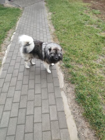 Oddam pieski w dobre ręce