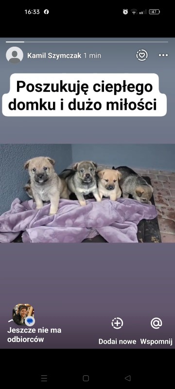 Oddam pieski w dobre ręce