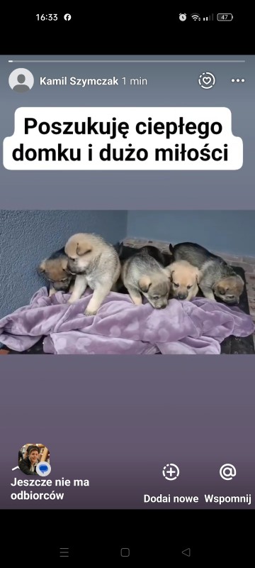 Oddam pieski w dobre ręce