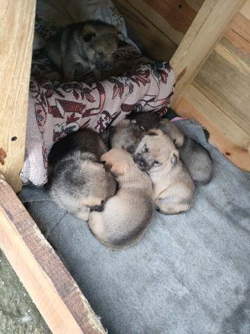 Oddam pieski w dobre ręce