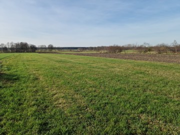 Działki rolne - Biskupice, gm. Grodziec kl. IV,V