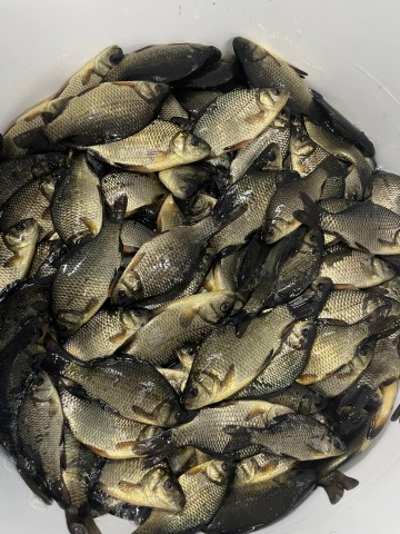 Ryby do oczek wodnych Jesiotr Karaś koi Amur Lin Tołpyga Kar