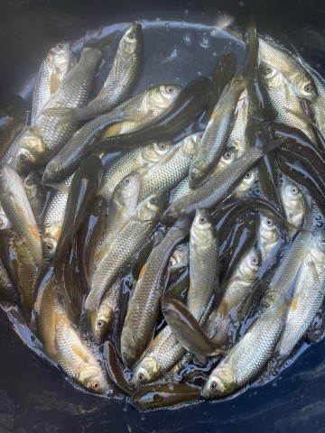 Ryby do oczek wodnych Jesiotr Karaś koi Amur Lin Tołpyga Kar