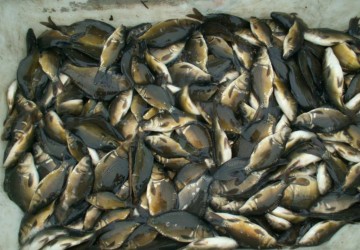 Ryby do oczek wodnych Jesiotr Karaś koi Amur Lin Tołpyga Kar