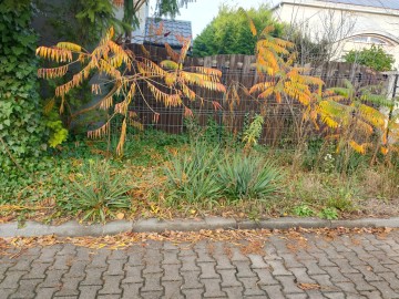 Oddam za darmo juki i inne roślinki