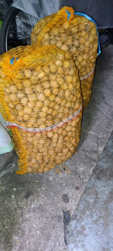 Sprzedam Orzechy włoskie