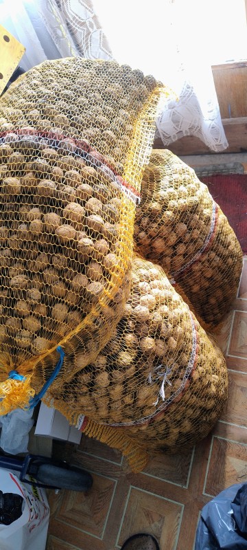 Sprzedam Orzechy włoskie