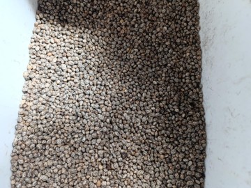 Łubin ż&oacute;łty Mister ekologiczny  z certyfikatem