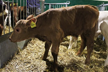 SPRZEDAŻ CIELĄT mięsne, mieszane, NCB, byczki, jał&oacute;wki