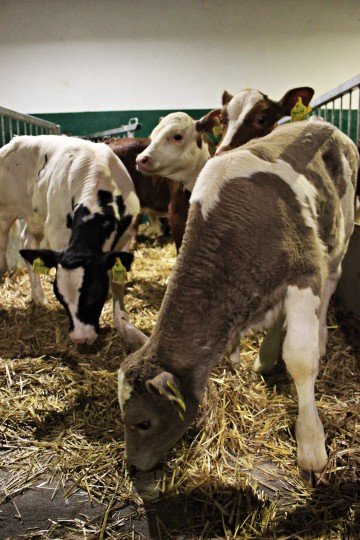 SPRZEDAŻ CIELĄT mięsne, mieszane, NCB, byczki, jał&oacute;wki