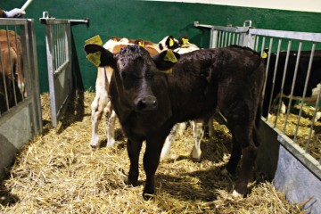 SPRZEDAŻ CIELĄT mięsne, mieszane, NCB, byczki, jał&oacute;wki