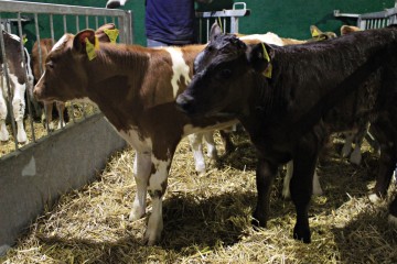 SPRZEDAŻ CIELĄT mięsne, mieszane, NCB, byczki, jał&oacute;wki